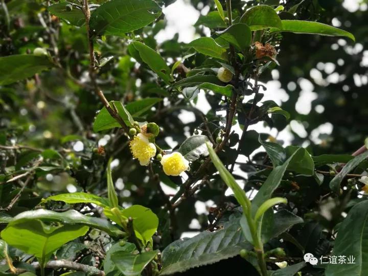 秋天里的春天，仁誼古茶春秋配..屬于你我的情懷