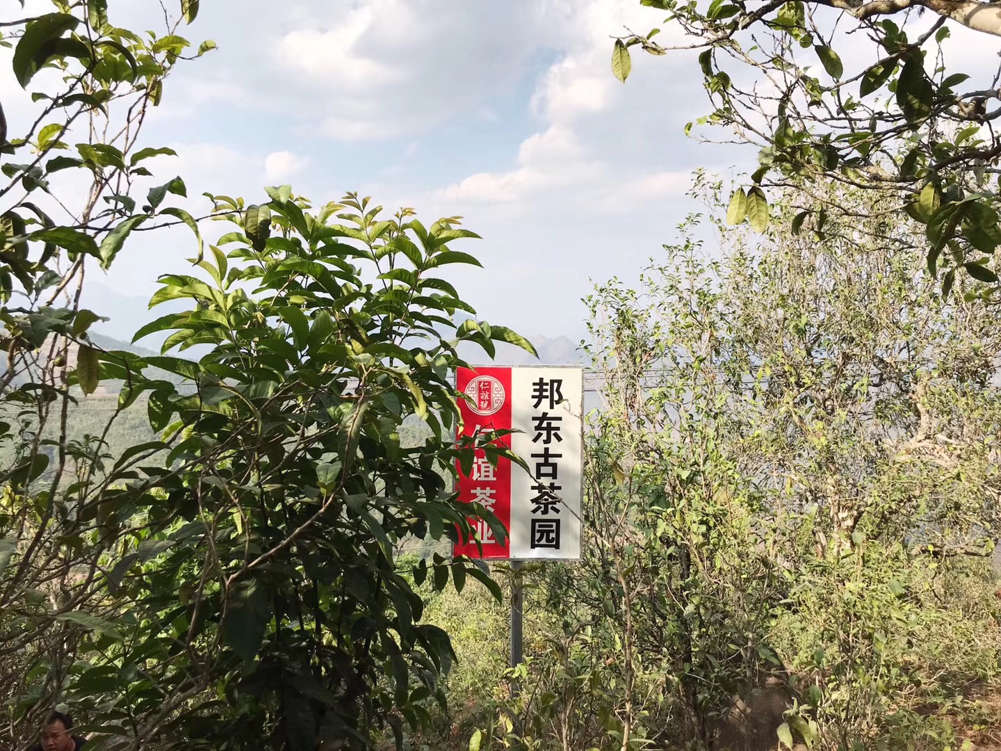 古茶樹為什么以百年為區(qū)分界限？